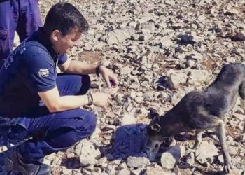 Αστυνομικοί έσωσαν τη ζωή σκυλίτσας που βρήκαν στο βουνό