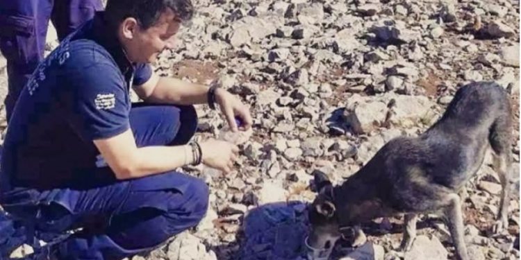 Αστυνομικοί έσωσαν τη ζωή σκυλίτσας που βρήκαν στο βουνό