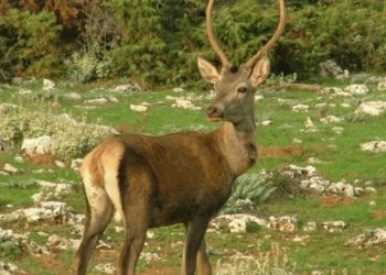 Πάρνηθα: Ελάφι κινδύνευσε να «σκάσει» από τα πολλά γαριδάκια!