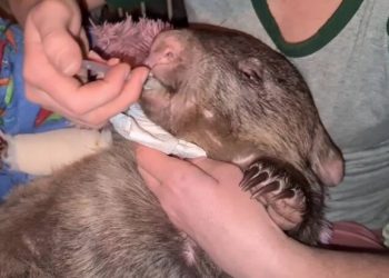 Φασκωλόμυς βρέθηκε ζωντανός με 26 σφαίρες στο σώμα του