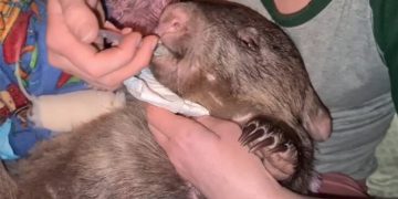 Alldaynews.gr Φασκωλόμυς βρέθηκε ζωντανός με 26 σφαίρες στο σώμα του