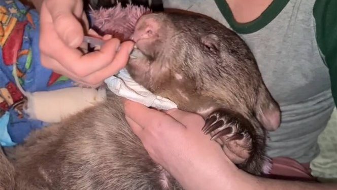 Alldaynews.gr Φασκωλόμυς βρέθηκε ζωντανός με 26 σφαίρες στο σώμα του