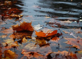 καιρός, φθινόπωρο, βροχή, φύλλα, πλατανόφυλλα