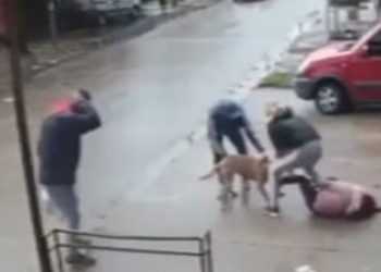 pitbull επίθεση πιτμπουλ