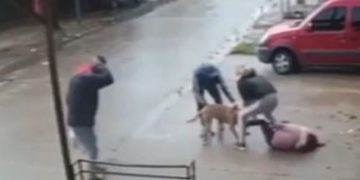 Alldaynews.gr pitbull επίθεση πιτμπουλ