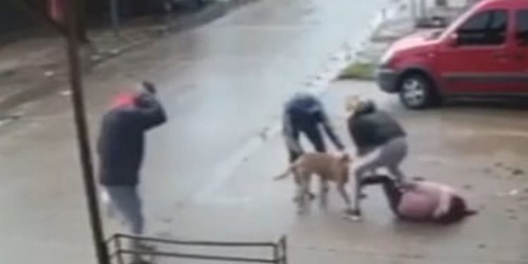 Alldaynews.gr pitbull επίθεση πιτμπουλ