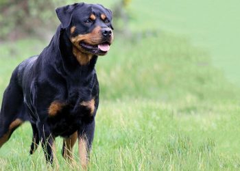 Αγρίνιο: Άγρια επίθεση ροτβάιλερ σε 4χρονο κοριτσάκι! Οργή για τη στάση του ιδιοκτήτη