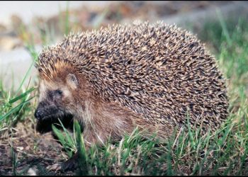 Αστυνομικοί σκότωναν Σκαντζόχοιρους με τα κλομπ τους εν ώρα υπηρεσίας