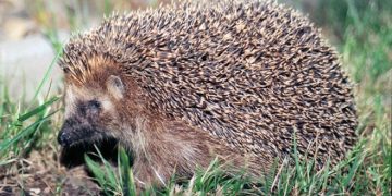 Αστυνομικοί σκότωναν Σκαντζόχοιρους με τα κλομπ τους εν ώρα υπηρεσίας