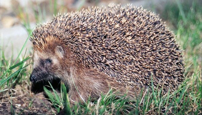 Αστυνομικοί σκότωναν Σκαντζόχοιρους με τα κλομπ τους εν ώρα υπηρεσίας