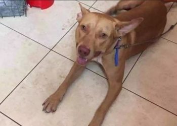 Alldaynews.gr “Το έκανα για να ηρεμήσει το σκυλί” είπε ο άνδρας που το κρέμασε και το ευνούχισε