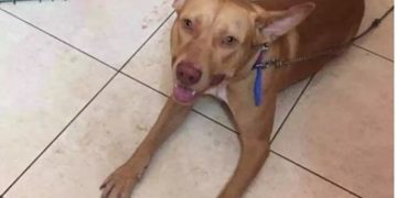 Alldaynews.gr “Το έκανα για να ηρεμήσει το σκυλί” είπε ο άνδρας που το κρέμασε και το ευνούχισε