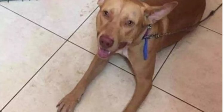 Alldaynews.gr “Το έκανα για να ηρεμήσει το σκυλί” είπε ο άνδρας που το κρέμασε και το ευνούχισε