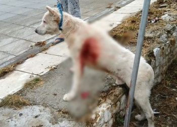 Ο σκύλος που μαχαιρώθηκε στη Νίκαια έκλαιγε όταν συνάντησε τον ιδιοκτήτη του