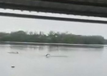 Κολυμπούσε μαζί με κροκόδειλους – Αγωνιώδεις προσπάθειες χωρίς επιτυχία! (Video)