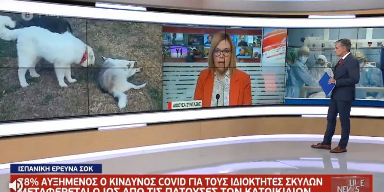 Alldaynews.gr Αυξημένο κίνδυνο να ασθενήσουν με κορωνοϊό έχουν οι ιδιοκτήτες σκύλων