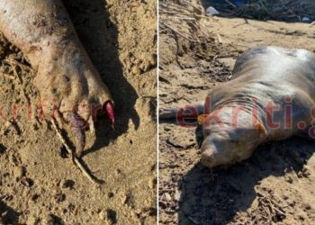 Κρήτη: Σοκαρισμένος ο κόσμος με το μυστήριο πλάσμα ξέβρασε ο ποταμός![photos][video]