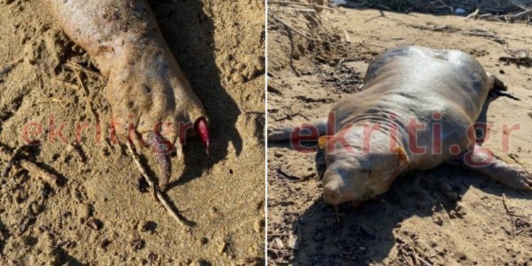 Κρήτη: Σοκαρισμένος ο κόσμος με το μυστήριο πλάσμα ξέβρασε ο ποταμός![photos][video]