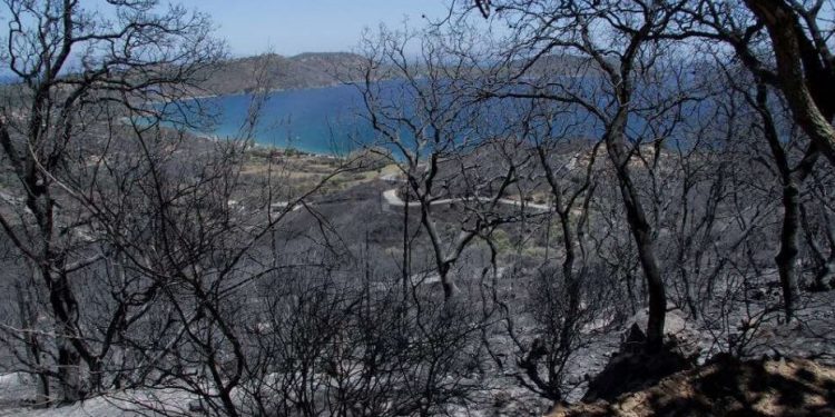 Alldaynews.gr Νεά Τραγωδία πριν Λίγο: Γυναίκα Κάηκε ζωντανή ενώ προσπαθούσε να κάψει κλαδιά από ελιές