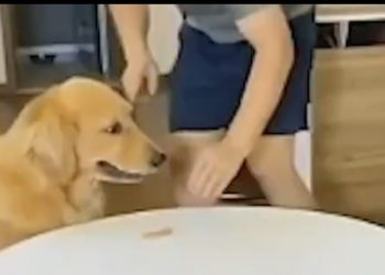 Έξυπνο σκυλί εξαπατά τον ιδιοκτήτη του-Τρώει μπισκότο και το αντικαθιστά με άλλο![video]