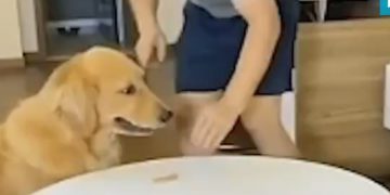 Έξυπνο σκυλί εξαπατά τον ιδιοκτήτη του-Τρώει μπισκότο και το αντικαθιστά με άλλο![video]