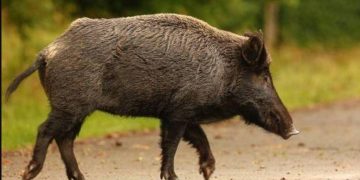 Alldaynews.gr Μάνη: 49χρονος οδηγός μηχανής σκοτώθηκε μετά από σύγκρουση με αγριογούρουνο