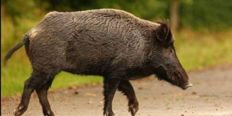 Alldaynews.gr Μάνη: 49χρονος οδηγός μηχανής σκοτώθηκε μετά από σύγκρουση με αγριογούρουνο