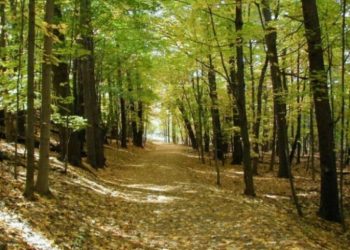 Τραγικό συμβάν! 30χρονος σκότωσε την 16χρονη ξαδέλφη της γυναίκας του και την άφησε στο δάσος