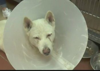 Σε 3 χρόνια με αναστολή καταδικάστηκε ο καθηγητής που μαχαίρωσε τον Έκτορα