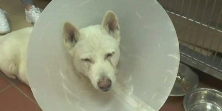 Σε 3 χρόνια με αναστολή καταδικάστηκε ο καθηγητής που μαχαίρωσε τον Έκτορα