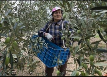 Lockdown: Τι έγγραφα χρειάζεστε για να πάτε να μαζέψετε ελιές