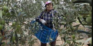 Alldaynews.gr Lockdown: Τι έγγραφα χρειάζεστε για να πάτε να μαζέψετε ελιές