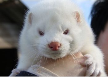 Κορονοϊός: Θανάτωση όλων των μινκ στη μονάδα εκτροφής στην Κοζάνη