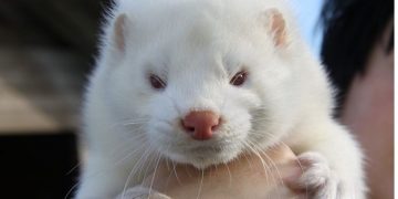 Alldaynews.gr Κορονοϊός: Θανάτωση όλων των μινκ στη μονάδα εκτροφής στην Κοζάνη