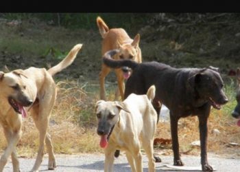 Σκυλιά κατασπάραξαν 60χρονη γυναίκα