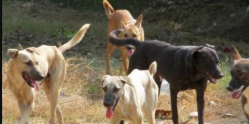 Alldaynews.gr Σκυλιά κατασπάραξαν 60χρονη γυναίκα