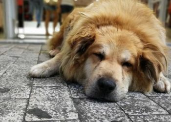 Σκότωσαν τον Σωκράτη-Τον πιο γνωστό αδέσποτο σκύλο της Αθήνας