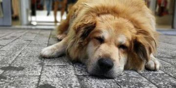 Σκότωσαν τον Σωκράτη-Τον πιο γνωστό αδέσποτο σκύλο της Αθήνας