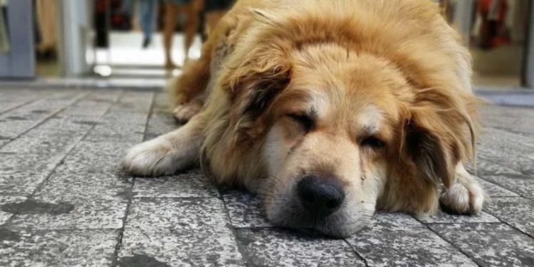 Σκότωσαν τον Σωκράτη-Τον πιο γνωστό αδέσποτο σκύλο της Αθήνας