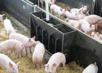 Διευθυντής έβαζε στοιχήματα για τους εργάτες που θα κολλήσουν κορωνοϊό (pics)