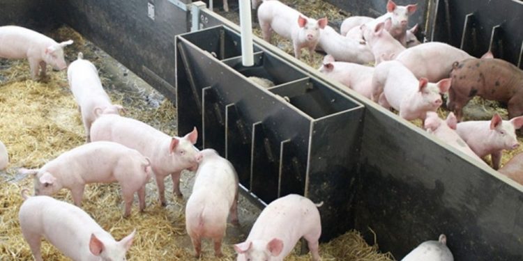 Alldaynews.gr Διευθυντής έβαζε στοιχήματα για τους εργάτες που θα κολλήσουν κορωνοϊό (pics)