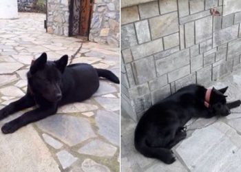 Κτήνη στην Πιερία: Βίασαν σκύλο στην παραλία