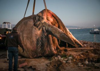 Απίστευτες εικόνες: Νεκρή φάλαινα ξεβράστηκε στον Πειραιά[photos]