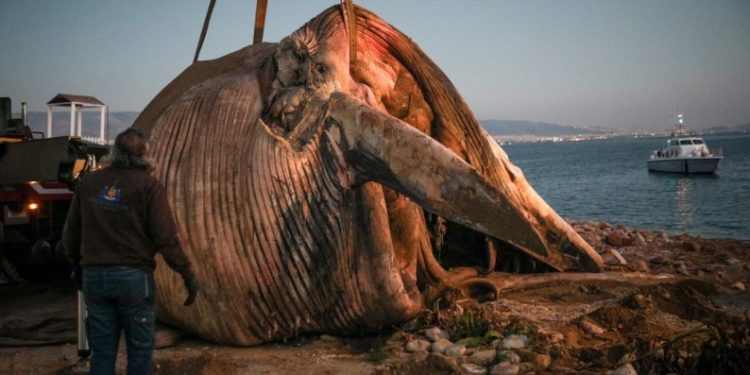 Απίστευτες εικόνες: Νεκρή φάλαινα ξεβράστηκε στον Πειραιά[photos]