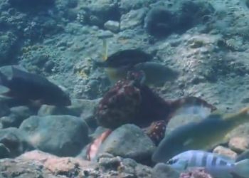 Χταπόδι πυγμάχος ρίχνει «γροθιές» σε ψάρια![video]