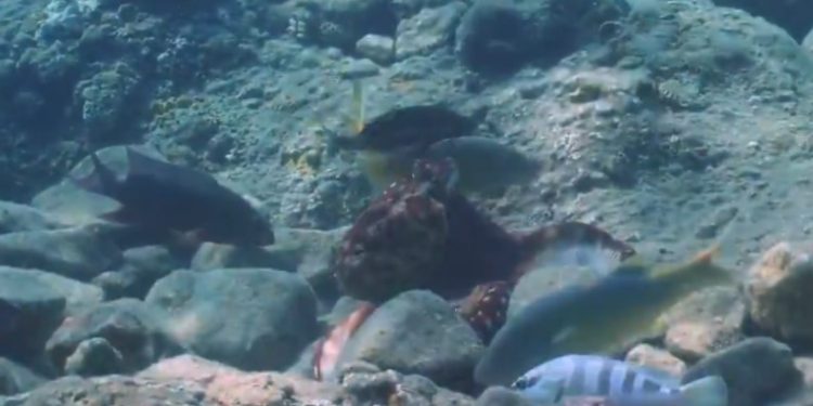 Χταπόδι πυγμάχος ρίχνει «γροθιές» σε ψάρια![video]