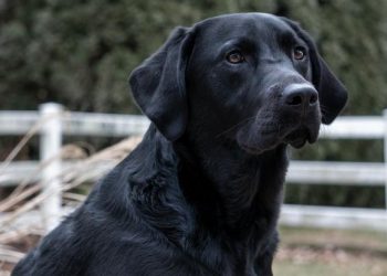 black-lab-σκύλος σκυλί