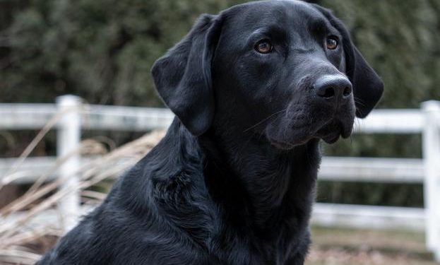 black-lab-σκύλος σκυλί