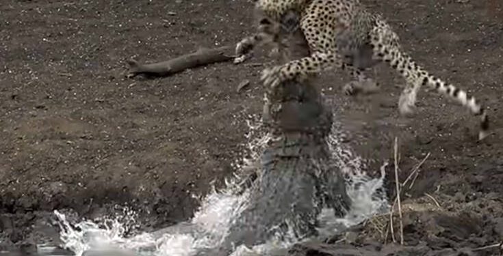 Alldaynews.gr croco cheetah