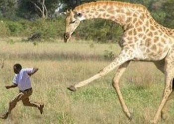 Άγρια φύση: Εξαγριωμένη καμηλοπάρδαλη κυνηγάει τουρίστες